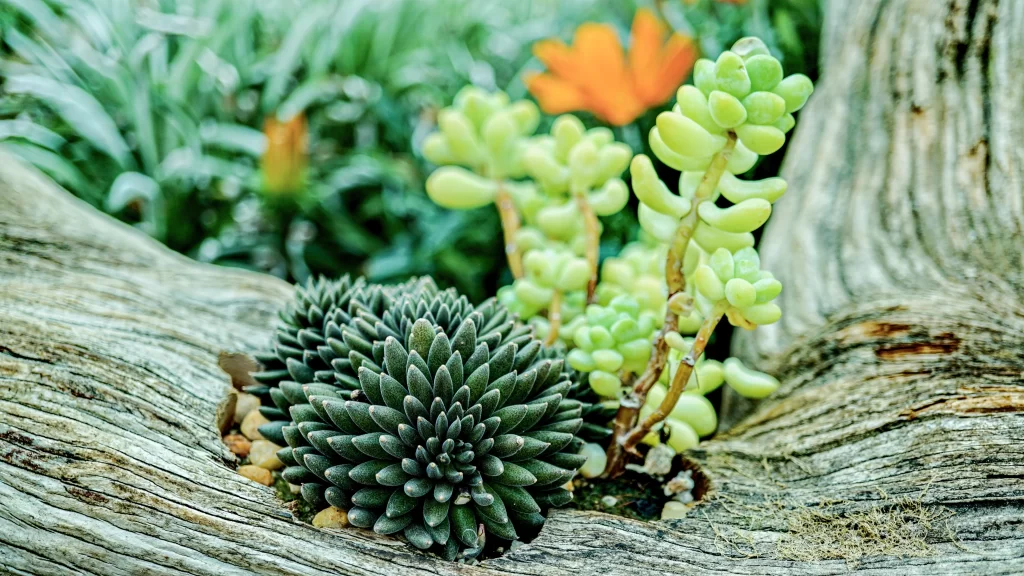 Succulent Thick Leaves Green Yellow Texture