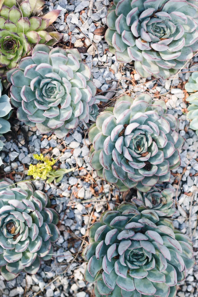 Succulent Thick Leaves Green Blue Edges Close Up Garden