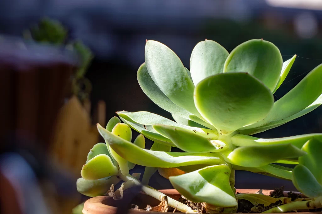Succulent Thick Leaves Green Close Up Garden gray Macro