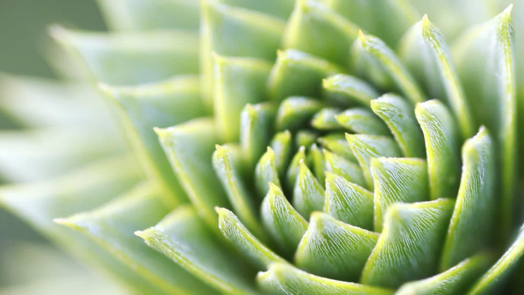 Succulent Thick Leaves Green Close Up neutral Macro