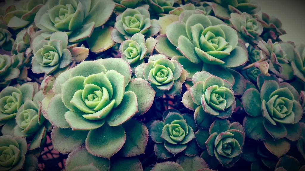 Succulent Thick Leaves Green Rosette Shape Close Up