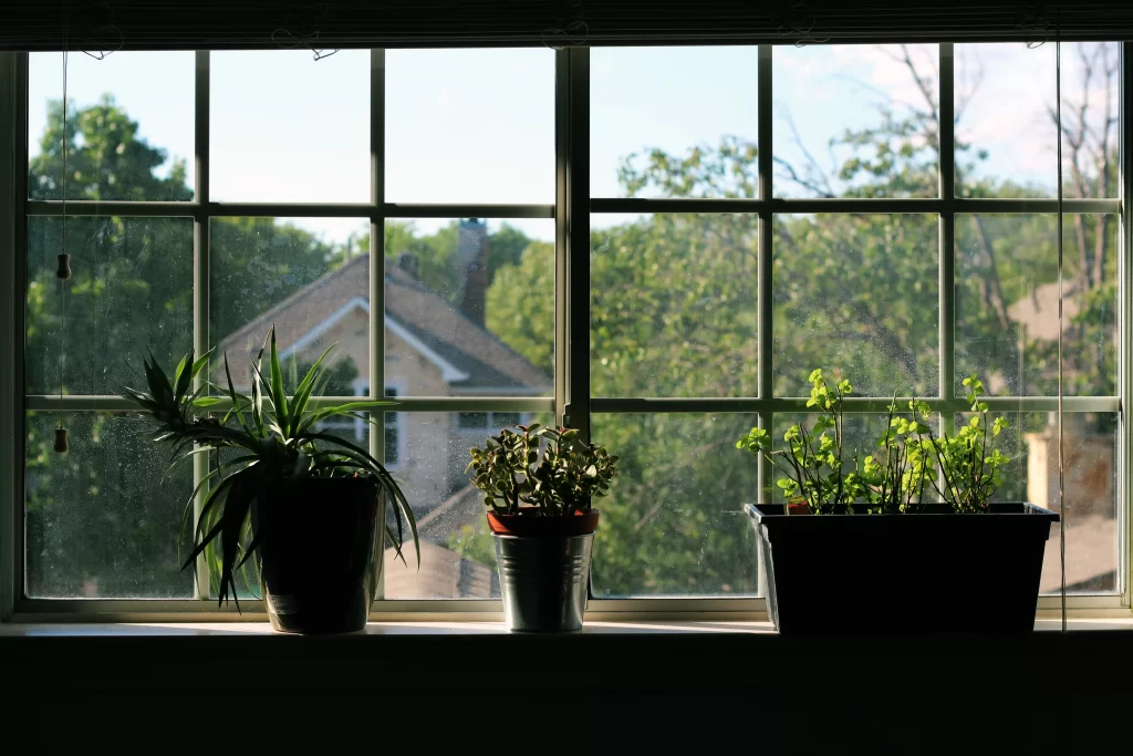 Succulent Thick Leaves Green Silhouette Window