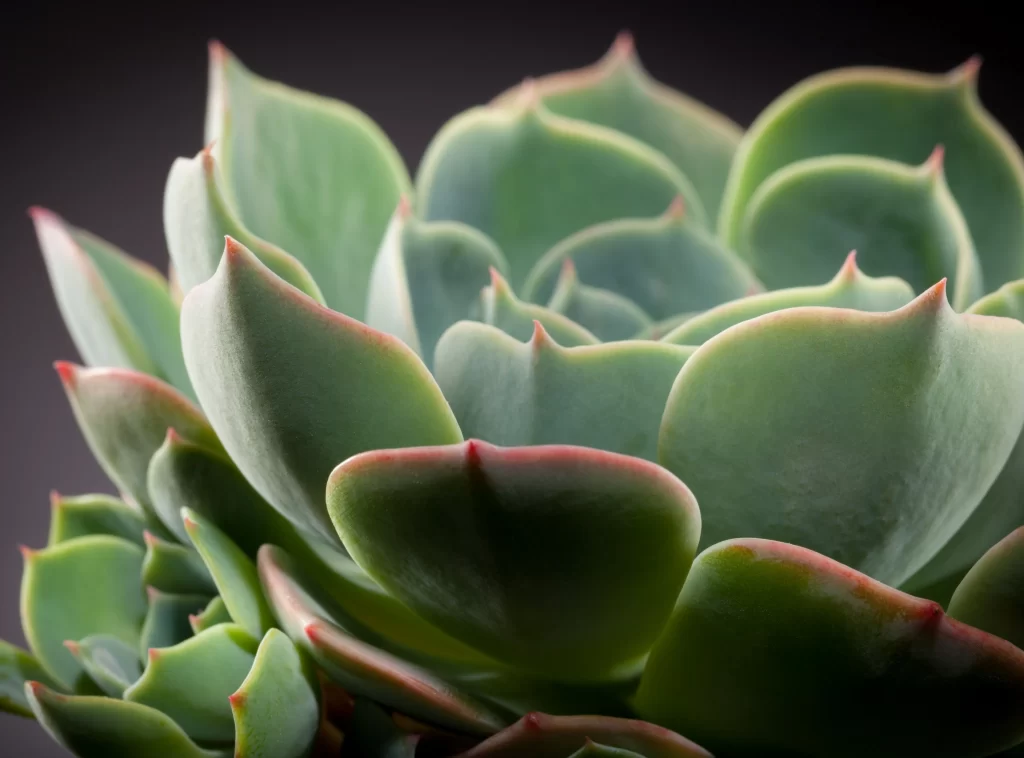 Succulent Thick Leaves Green Red Edges Close Up Macro