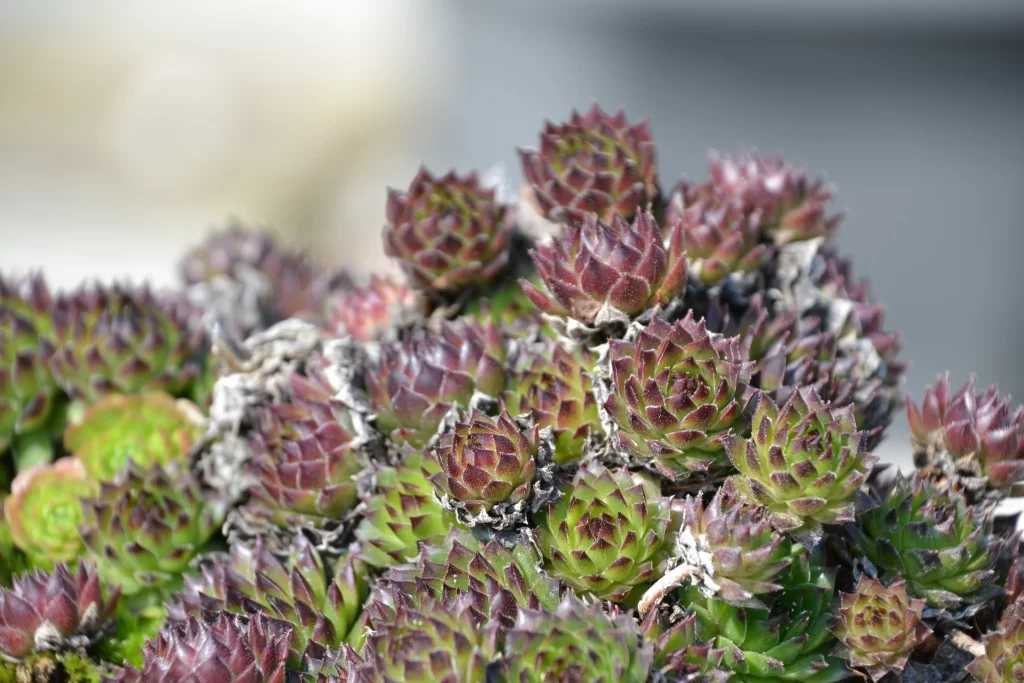 Succulent Thick Leaves Green Red Close Up gray Garden