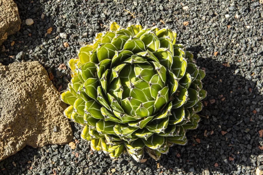 Succulent Thick Leaves Green White Edges