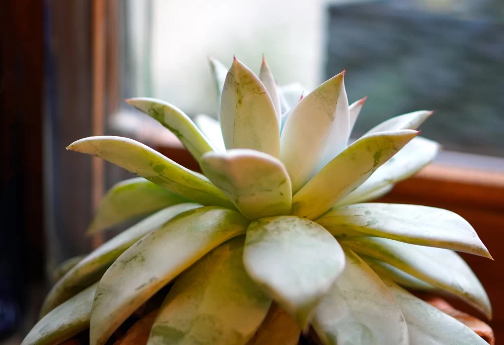 Succulent Thick Leaves Green White Close Up Macro
