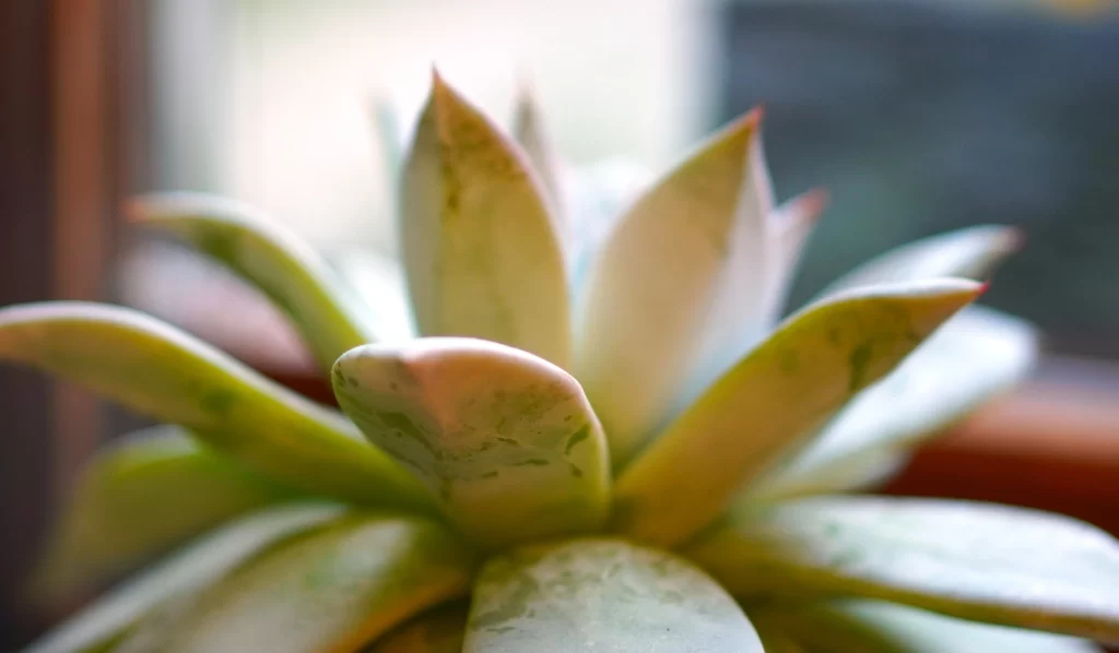 Succulent Thick Leaves Green Yellow Close Up