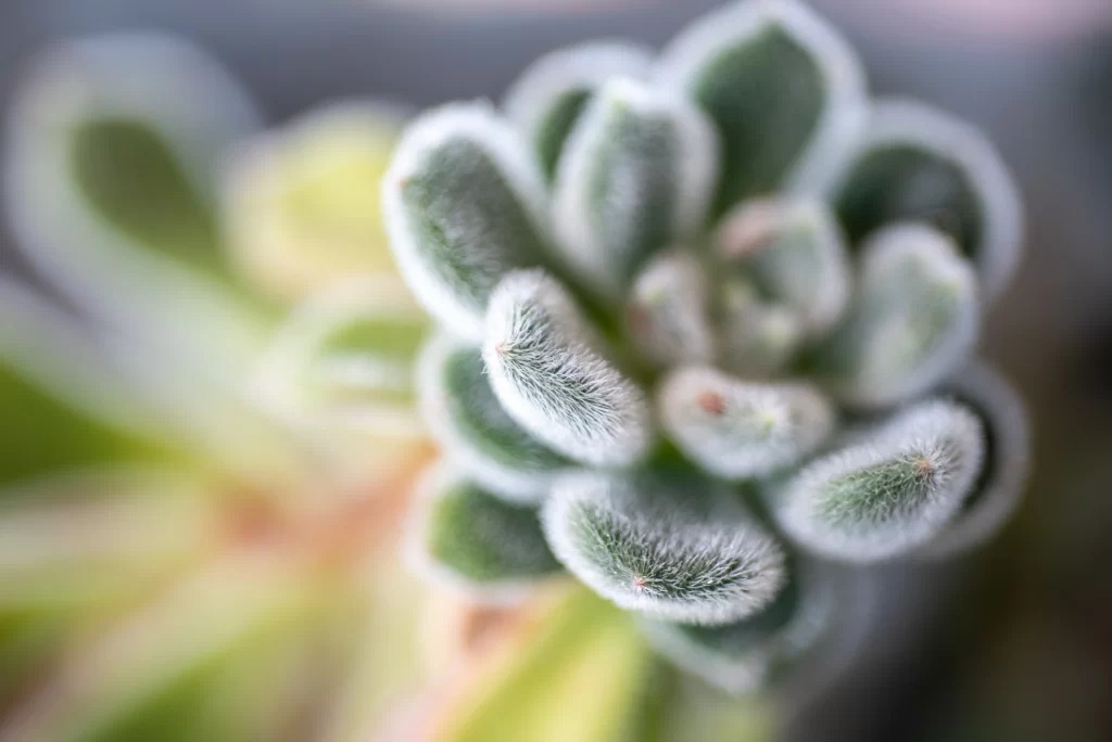 Succulent Thick Leaves Green Fuzzy Close Up Macro