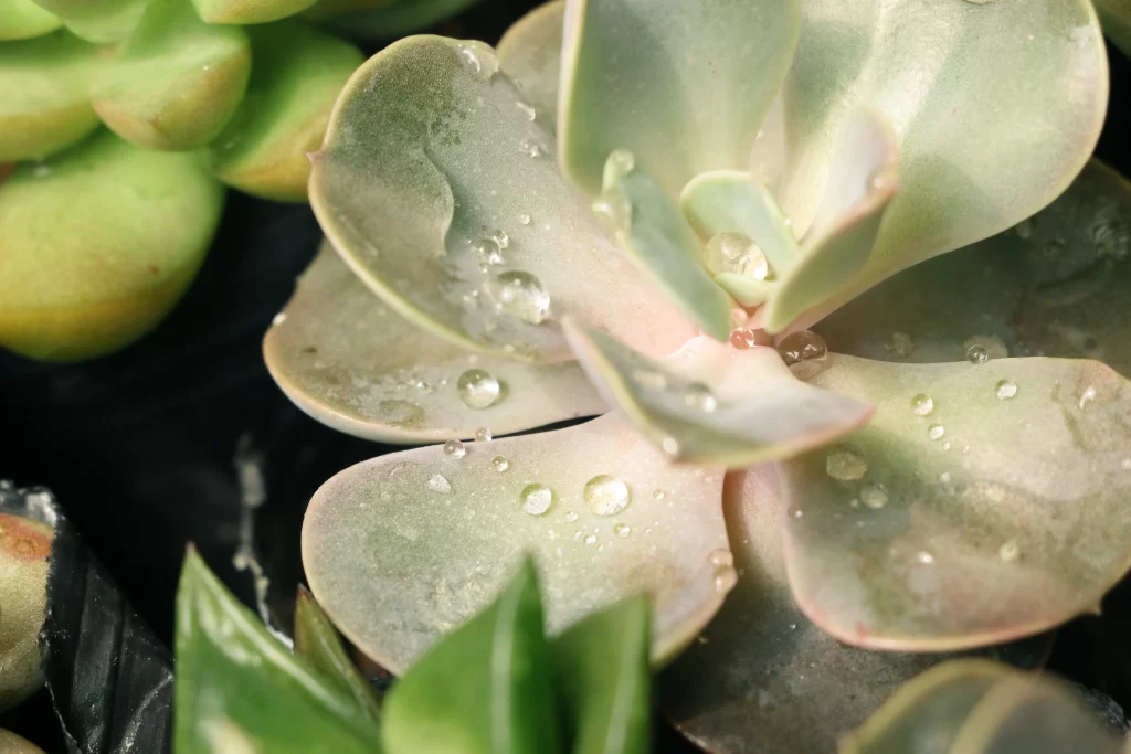 Succulent Thick Leaves Green Pink Macro