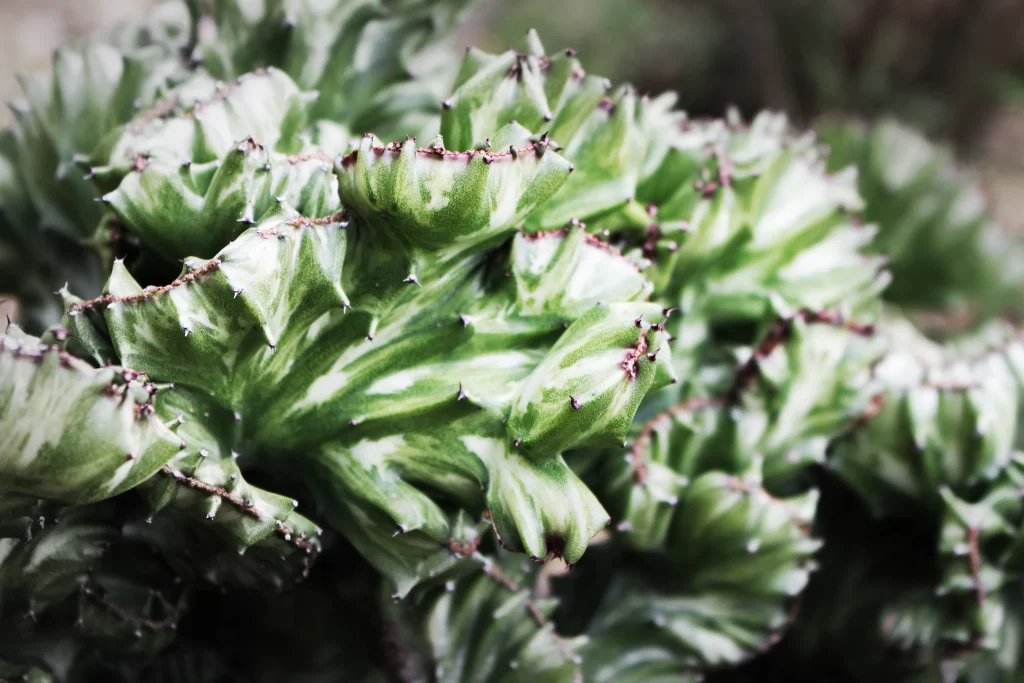 Succulent Thick Leaves Green Edges Spiky