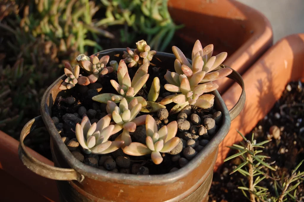 Succulent Thick Leaves Green Brown Close Up gray Garden