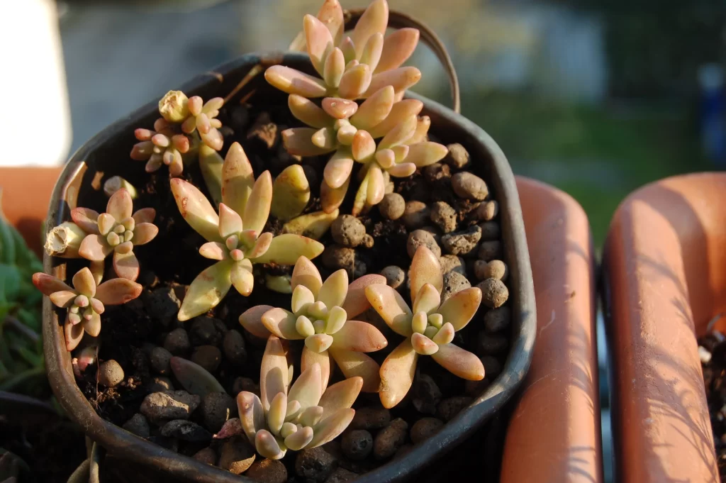 Succulent Thick Leaves Green Pink Close Up gray Garden