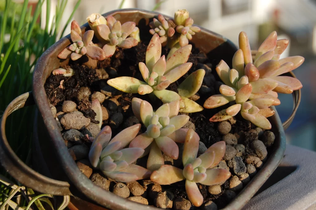 Succulent Thick Leaves Green Red Close Up gray Garden