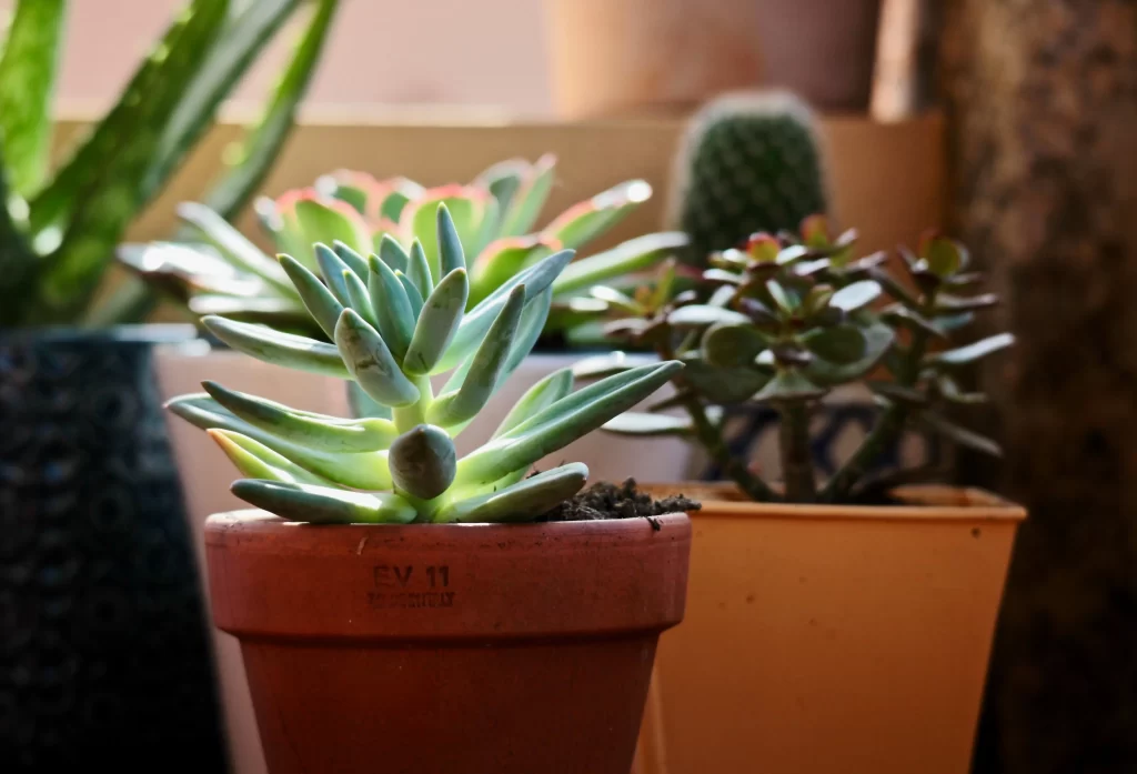 Succulent Thick Leaves Green Red Edges gray Pot