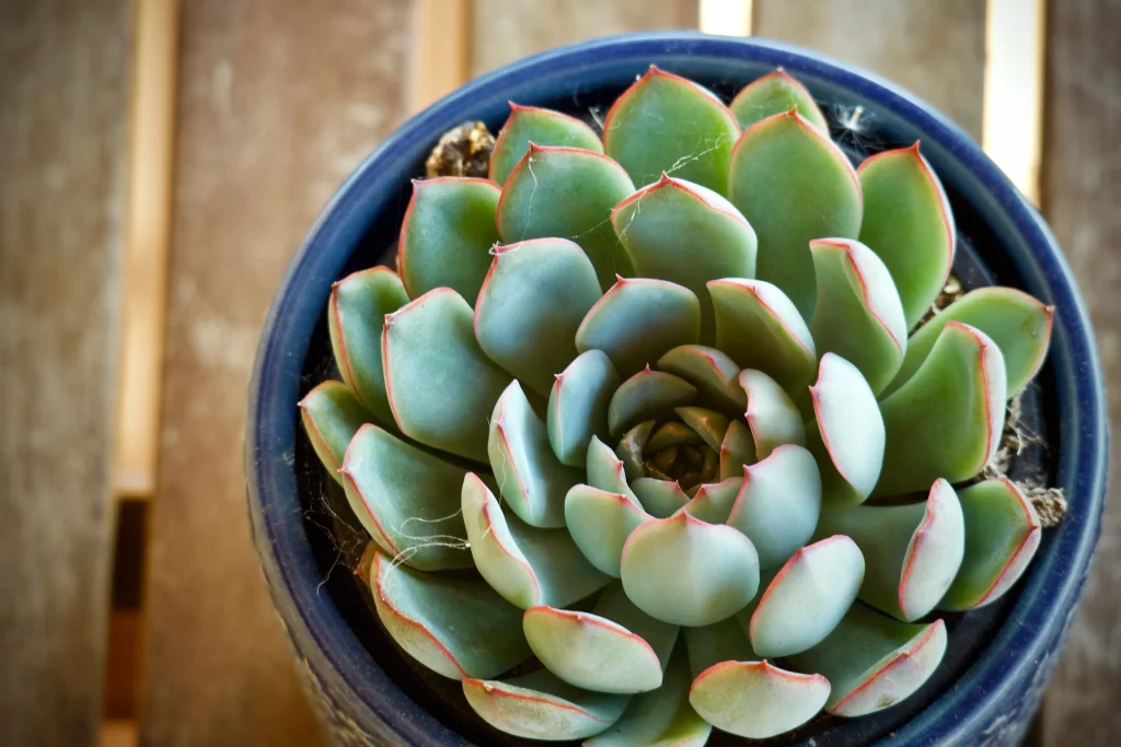 Succulent Thick Leaves Green Red Edges Close gray Up