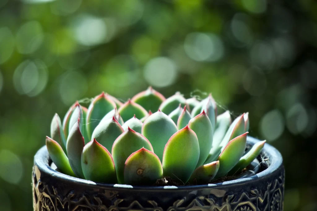 Succulent Thick Leaves Green Red Edges Close Up neutral Garden