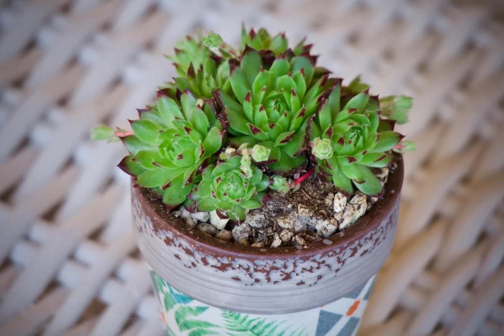 Succulent Thick Leaves Green Red Edges Close gray Up