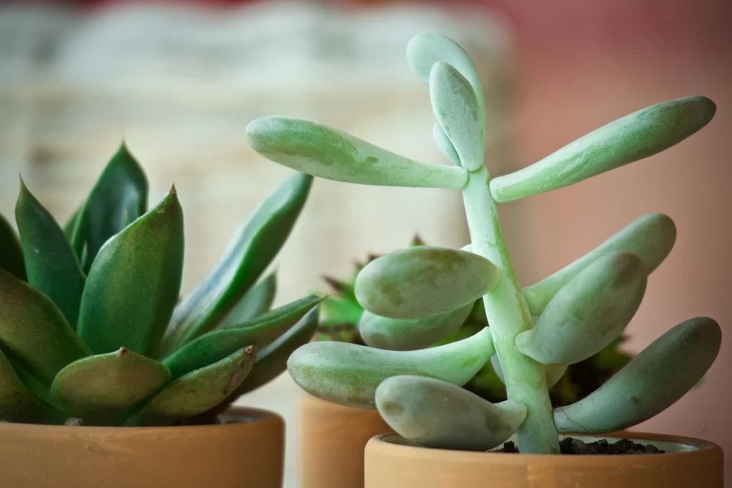 Succulent Thick Leaves Green Brown gray Pot