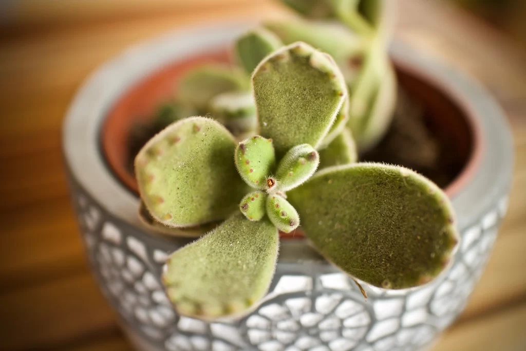 Succulent Thick Leaves Green Fleshy Close Up neutral Macro