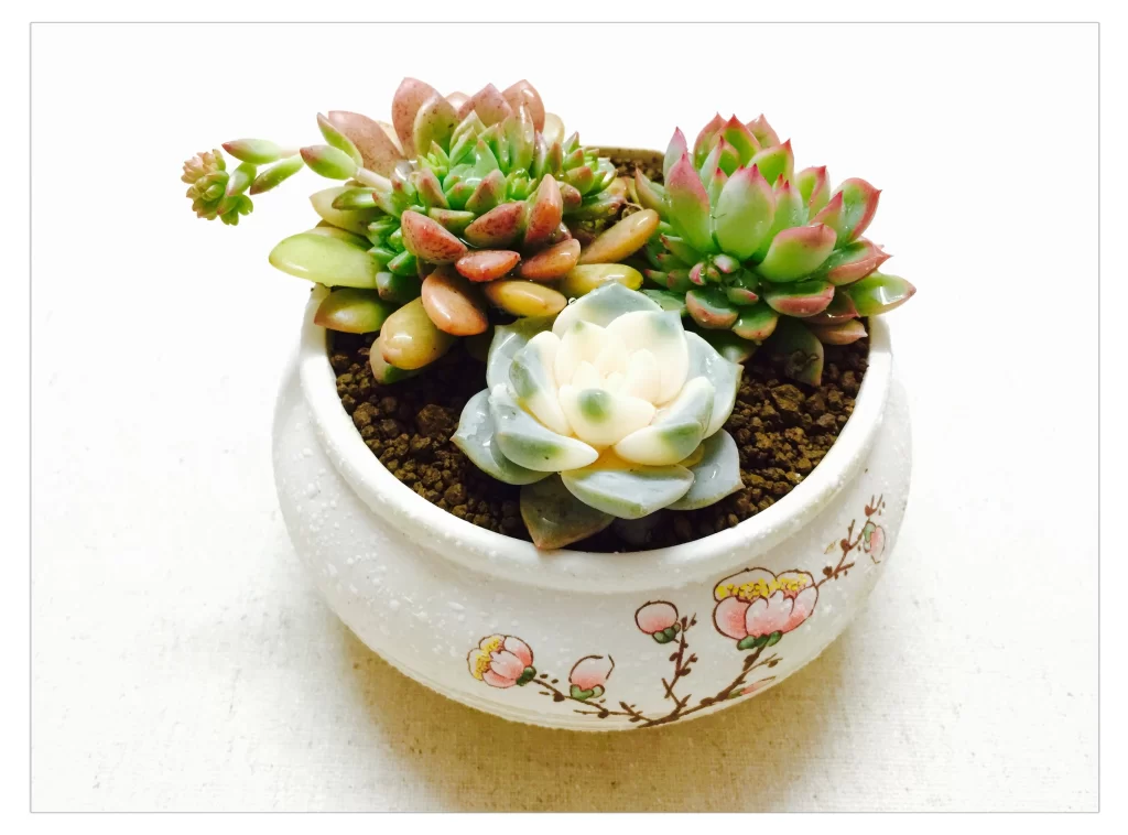 Succulent Thick Leaves Green Red White Blooming