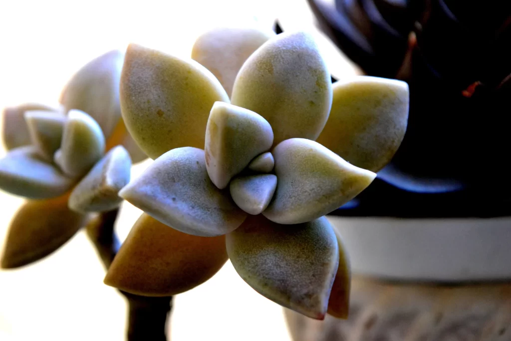 Succulent Thick Leaves Green Yellow Close Up Macro