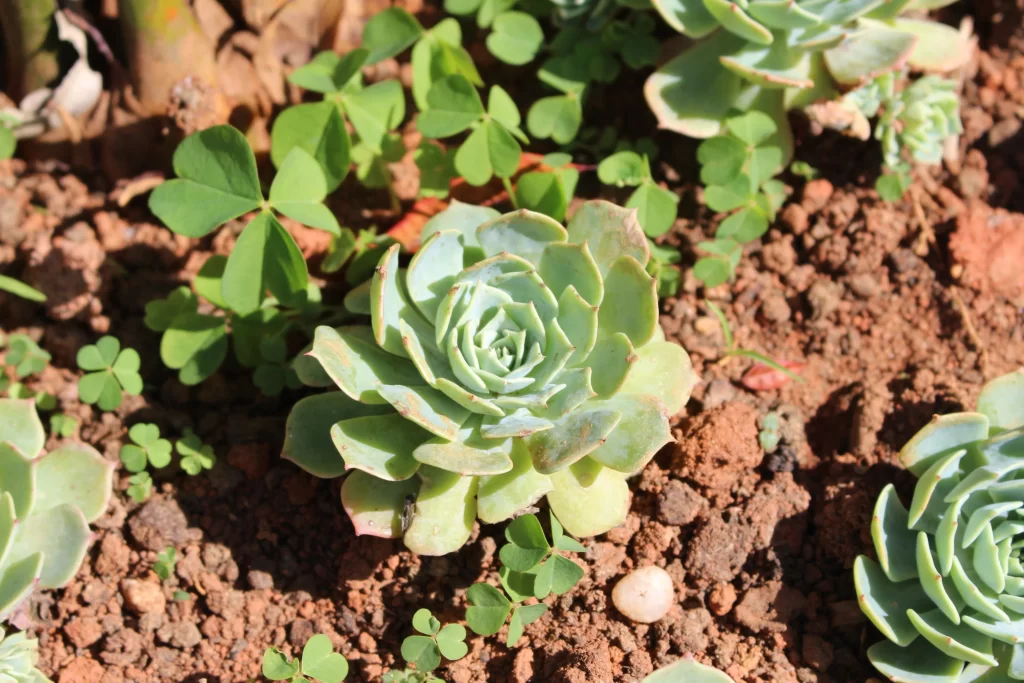 Succulent Thick Leaves Green Rose Shape Close Up Garden