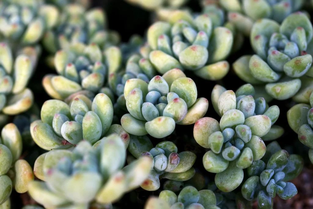Succulent Thick Leaves Green Blue Red Edges Close Up