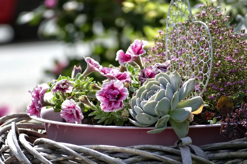 Succulent Thick Leaves Green Pink Flower Garden