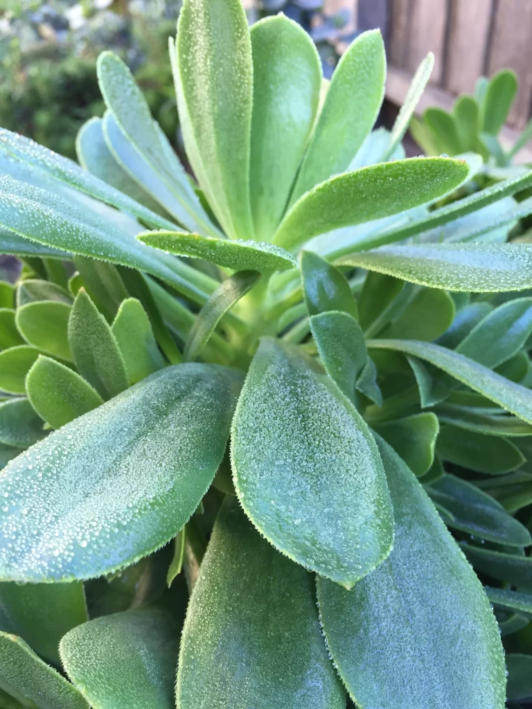 Succulent Thick Leaves Green Fleshy Macro