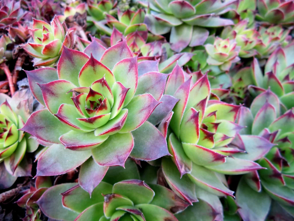 Succulent Thick Leaves Green Red Edges Close Up gray Garden
