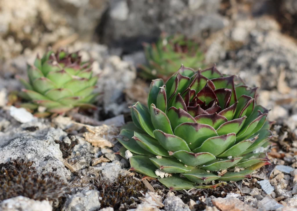 Succulent Thick Leaves Green Red Edges Close Up gray Garden