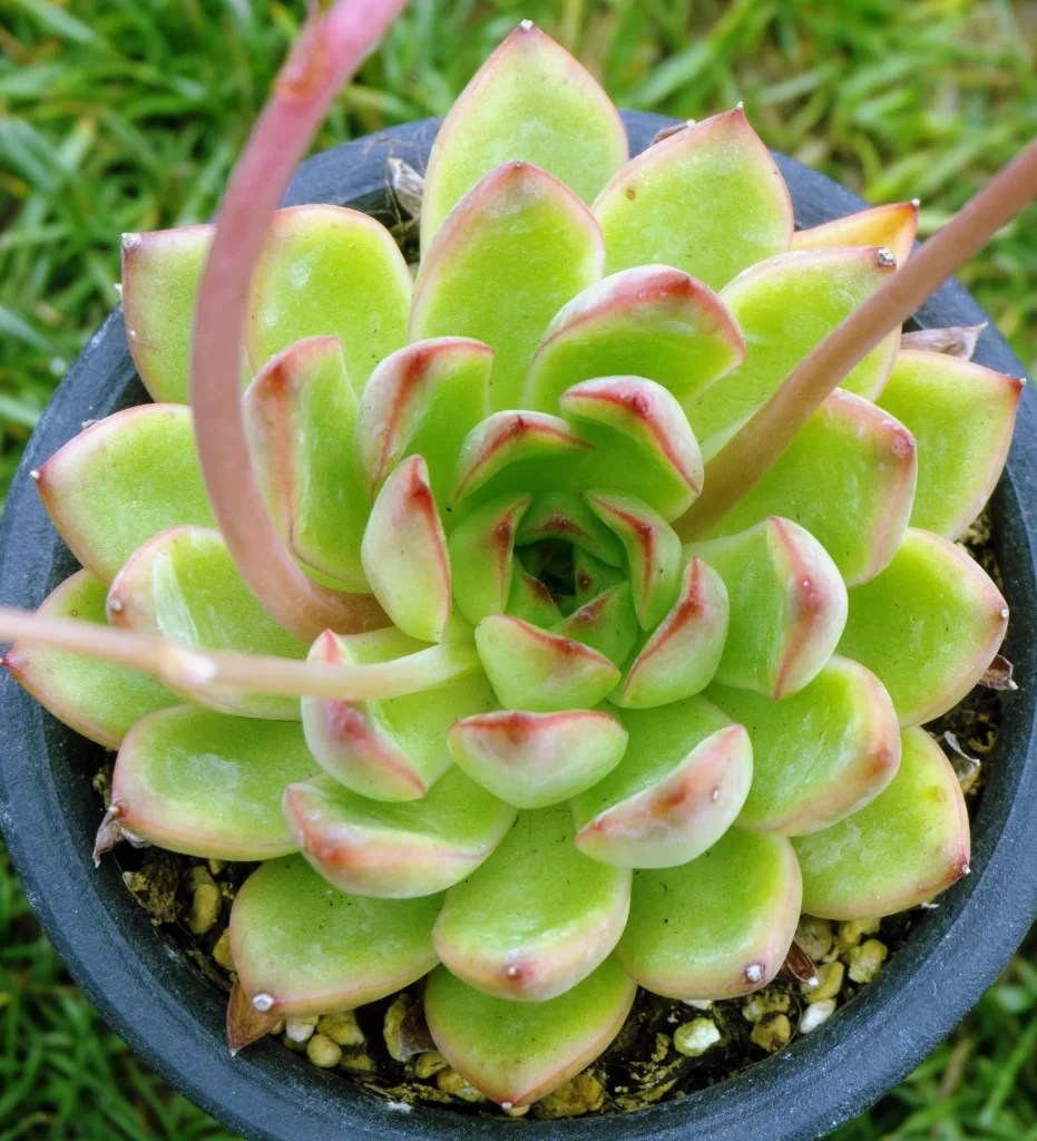 Succulent Thick Leaves Green Red Edges Close neutral Up