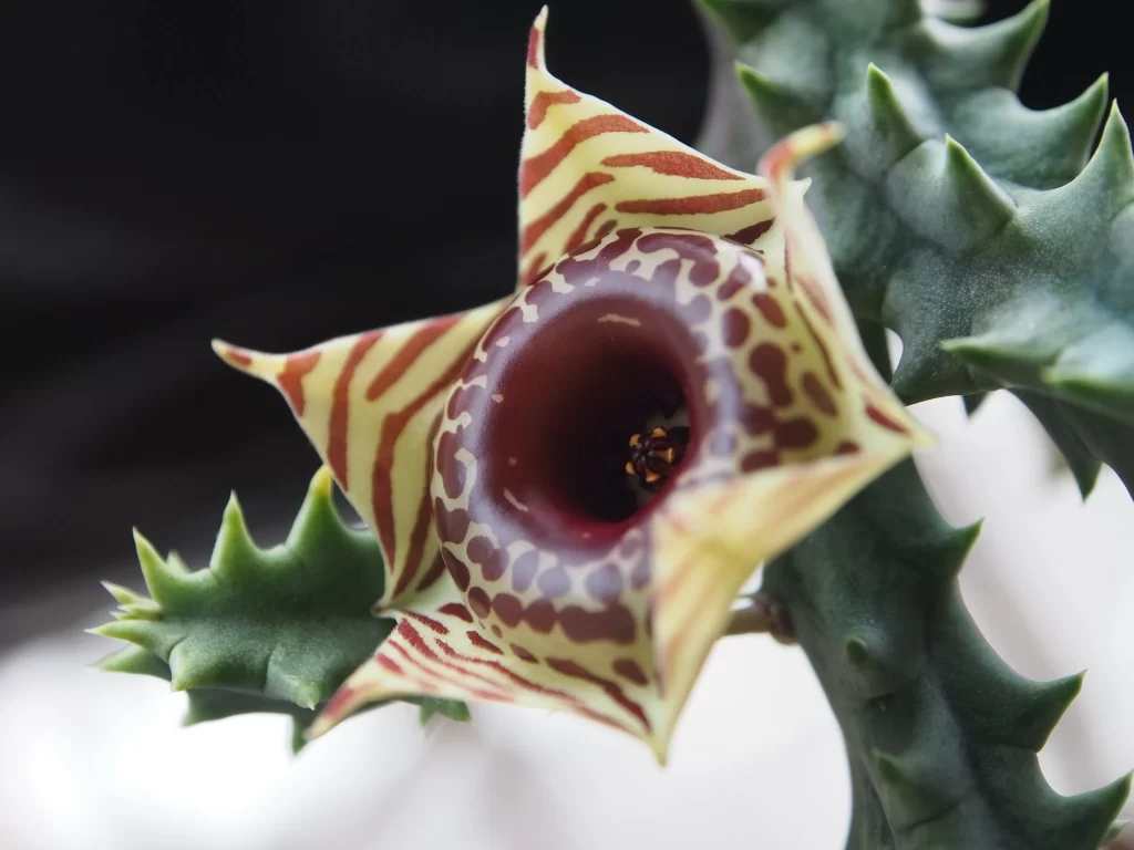 Succulent Thick Leaves Green Spiky Edges Blooming