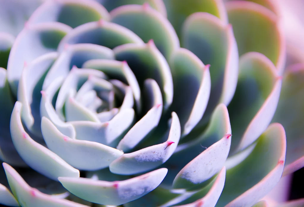 Succulent Thick Leaves Green Blue Close Up gray Macro