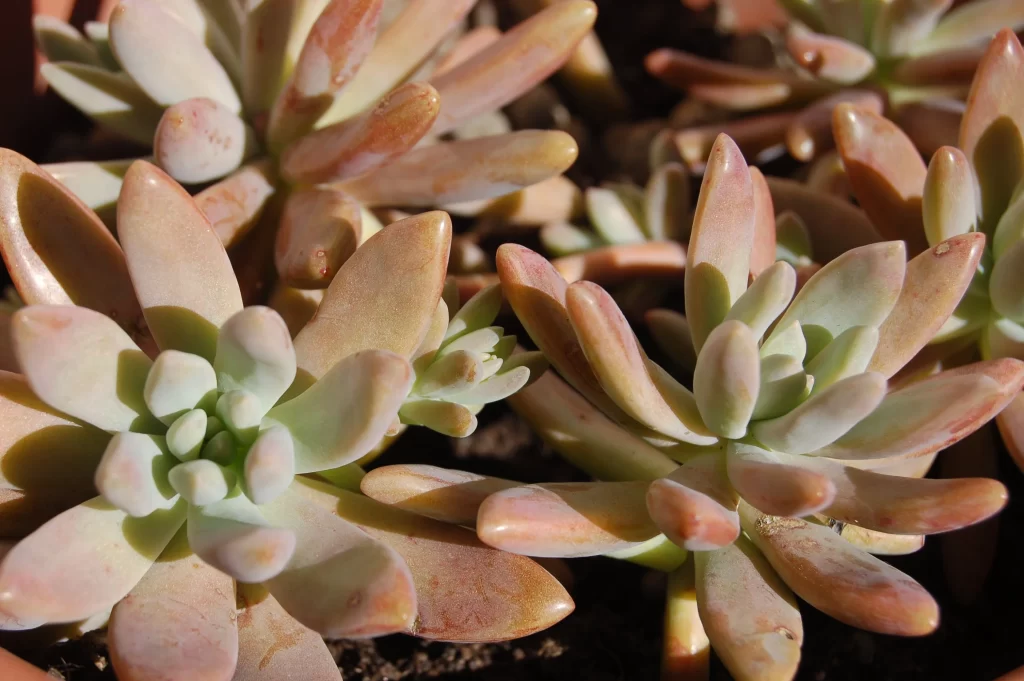 Succulent Thick Leaves Green Red Close Up gray Macro