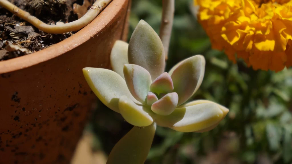 Succulent Thick Leaves Green Yellow Garden
