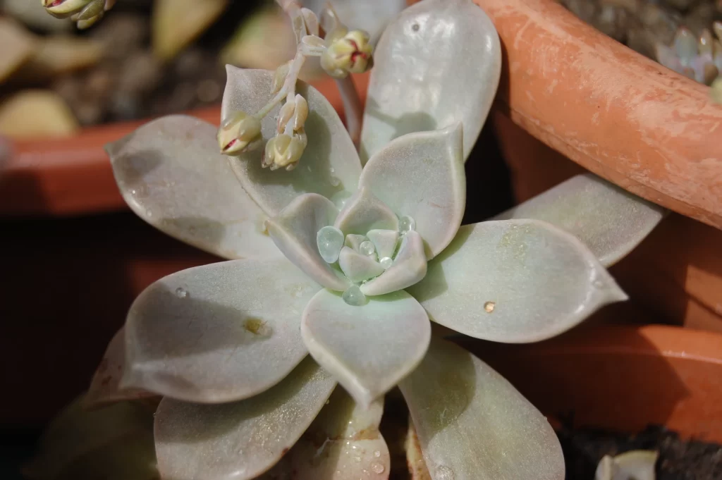 Succulent Thick Leaves Green Fleshy Close Up gray Macro