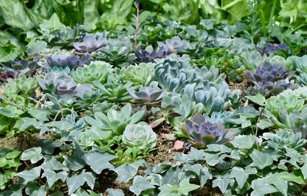 Succulent Thick Leaves Green Purple Close Up neutral Garden