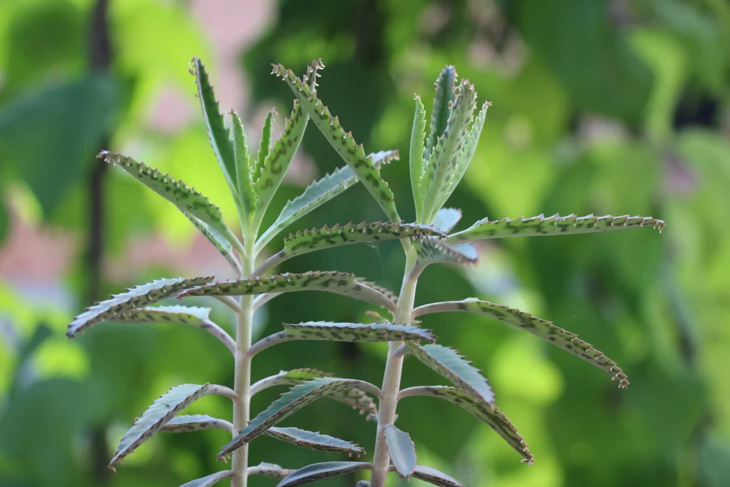 Succulent Thick Leaves Green Spiky Edges