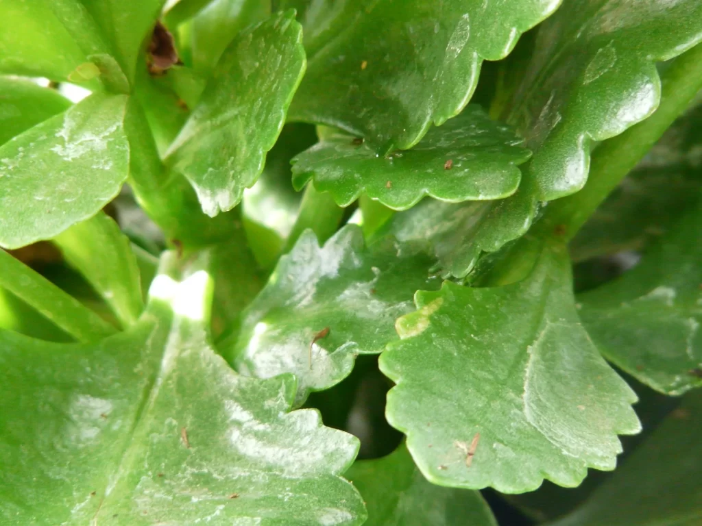 Succulent Thick Leaves Green Edged Close Up Garden Macro