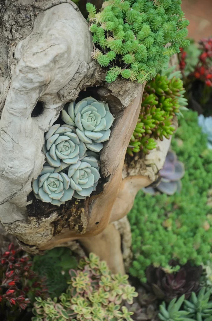Succulent Thick Leaves Green Texture Driftwood
