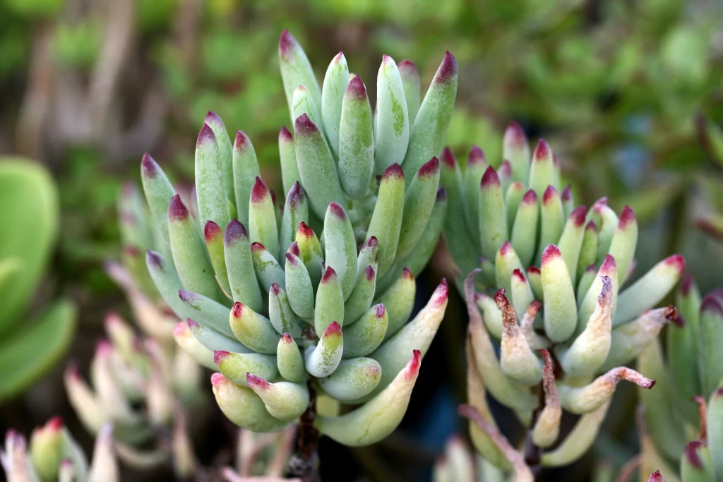 Succulent Thick Leaves Green Red Tips Close Up neutral Garden