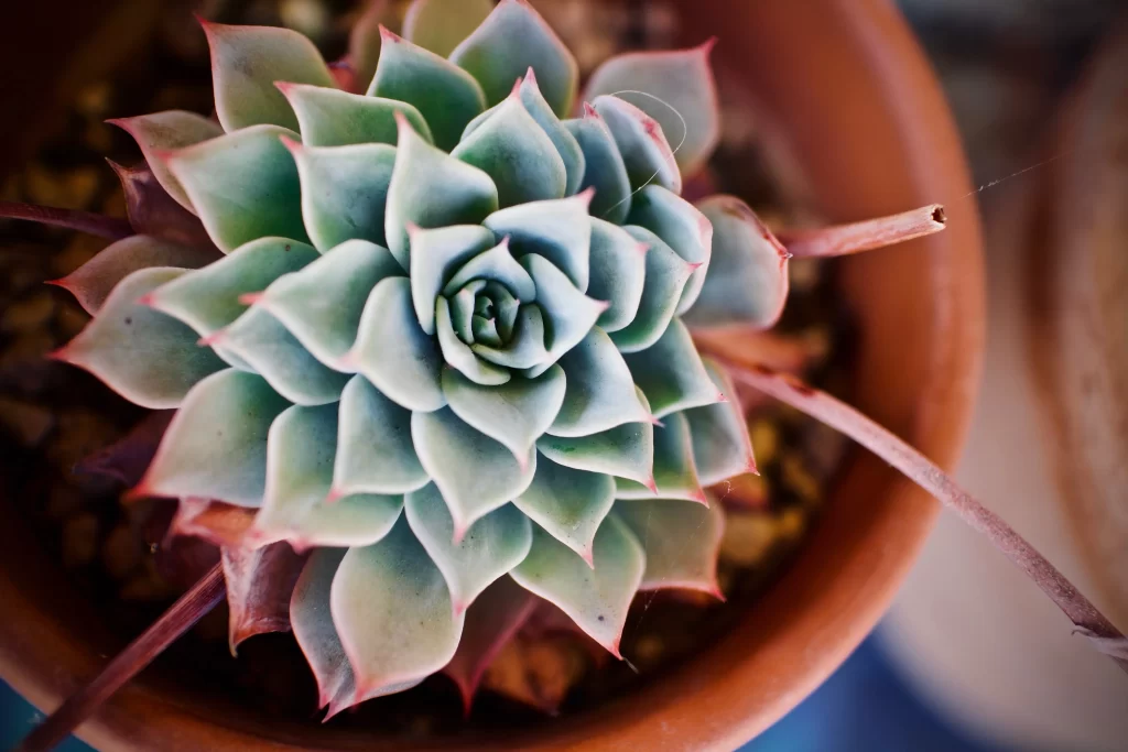 Succulent Thick Leaves Green Red Edges Close Up Terracotta Pot