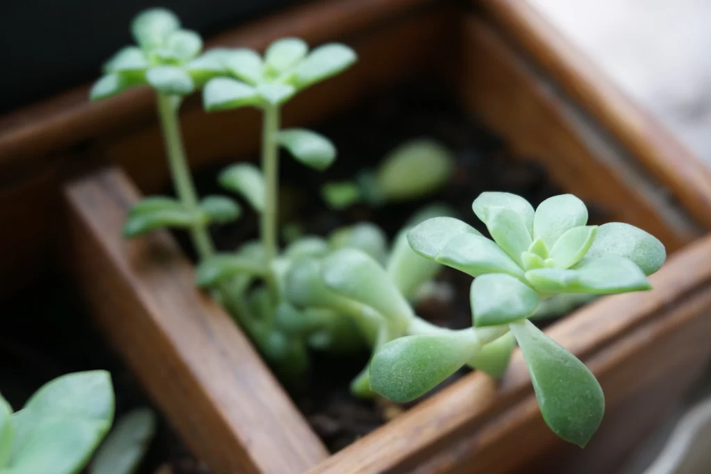 Succulent Thick Leaves Green Close Up gray Macro