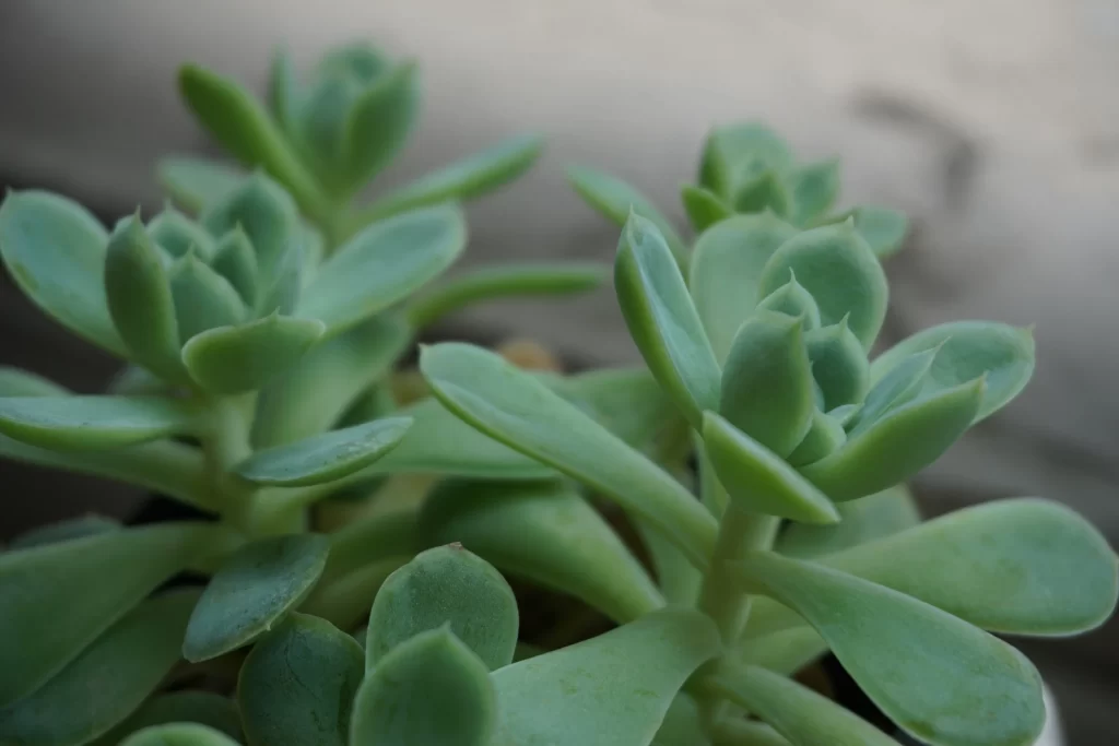 Succulent Thick Leaves Green Close Up gray Macro