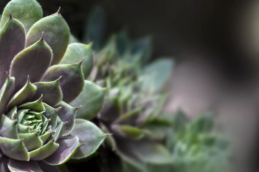 Succulent Thick Leaves Green Purple Close Up gray Macro