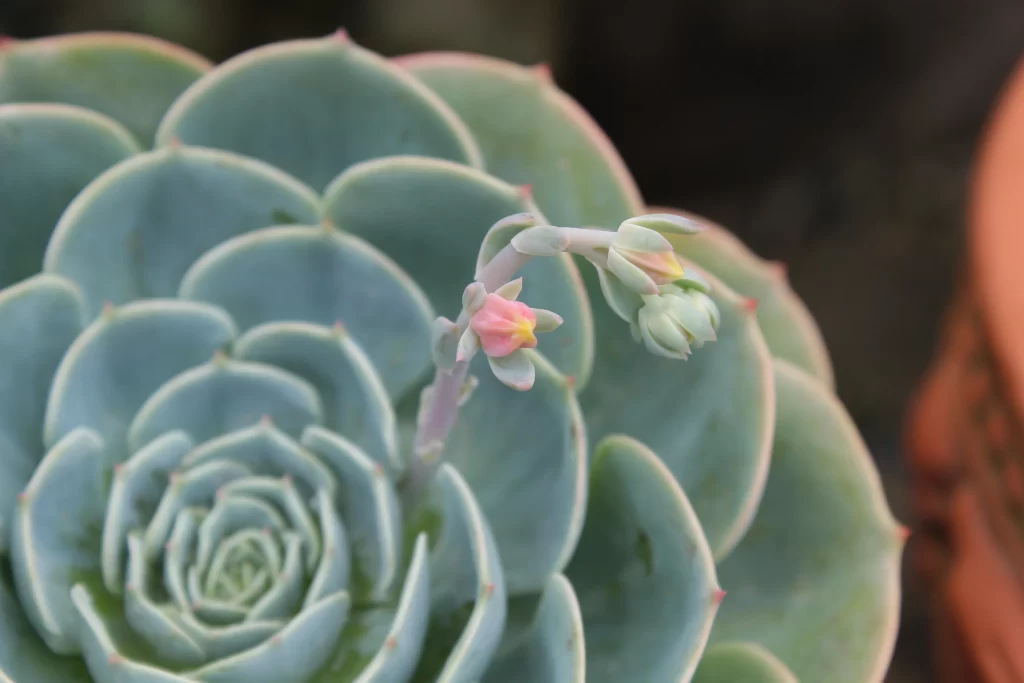 Succulent Thick Leaves Green Blue Bud Close Up