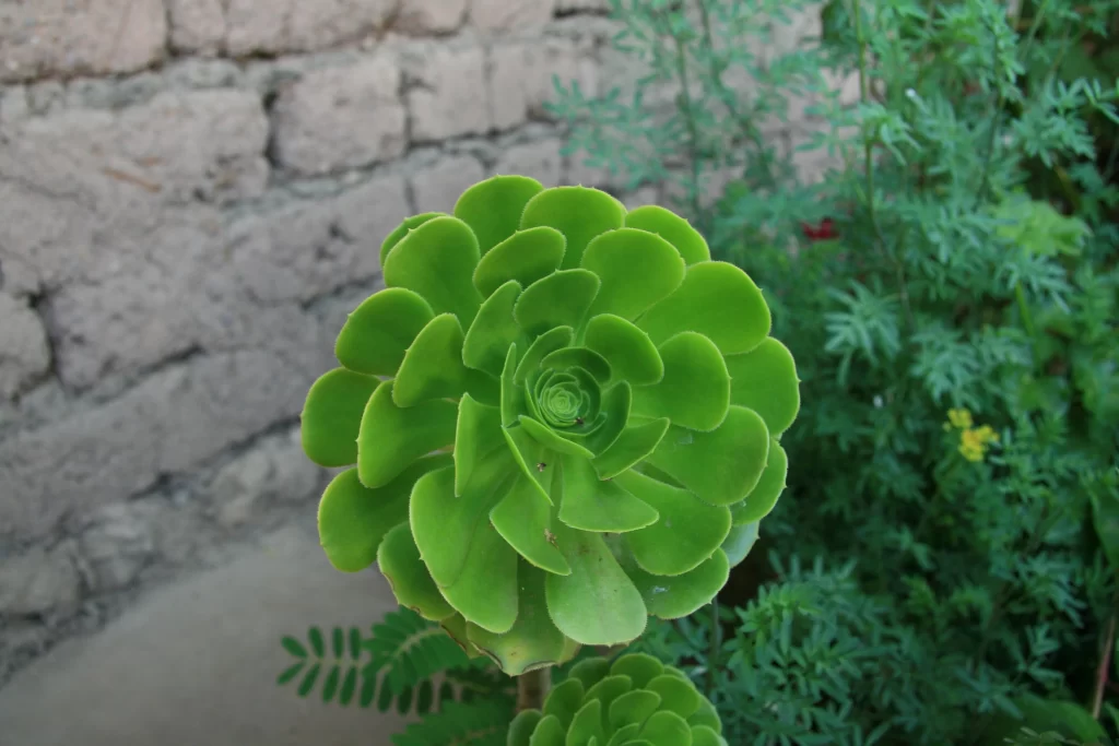 Succulent Thick Leaves Green Spiral Pattern