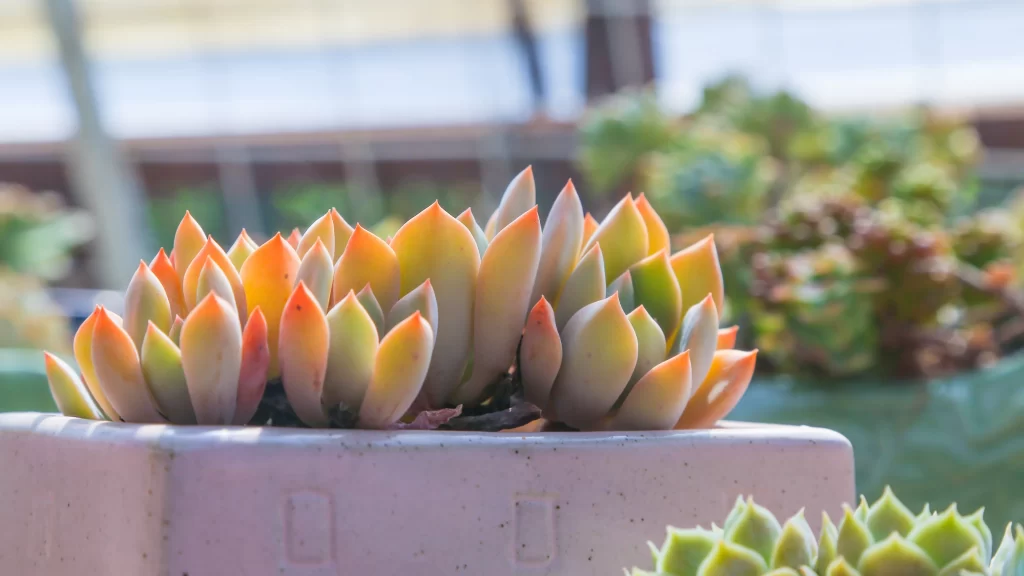 Succulent Thick Leaves Orange Green Close Up Garden