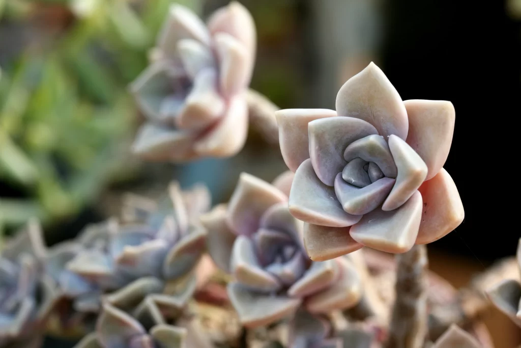 Succulent Thick Leaves Pink Green Close Up Garden